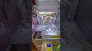 Diorキャッチャーに挑戦してみた結果 shorts クレーンゲーム ufoキャッチャー ゲーセン clawmachine arcade dior [upl. by Kentiga]