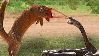 Mongoose vs King Cobra  Look What Happens When Mongoose Mercilessly Destroys King Cobra [upl. by Miharbi]