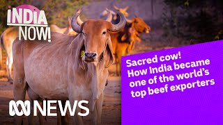 How India became one of the world’s top beef exporters  India Now  ABC News [upl. by Nivlak41]