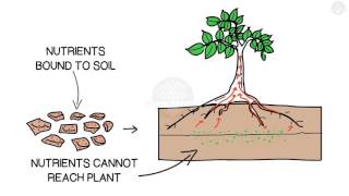 The importance of bacteria in soil [upl. by Atilam]