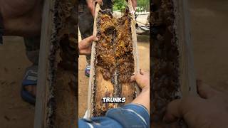 Harvesting Honey from Stingless Bees [upl. by Nniuq]