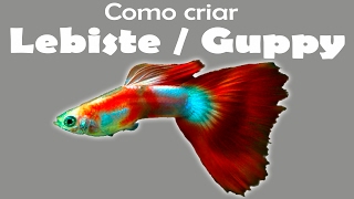 Como criar o peixe LEBISTE  GUPPY [upl. by Ocinemod]