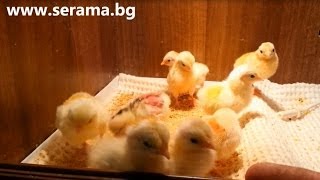 Ayam Serama Bulgaria  Malay chicks 1 day [upl. by Idyak]