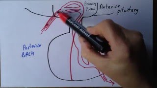 Pituitary gland part 2 portal system [upl. by Winograd]