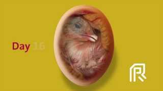 Embryonic development of the chicken [upl. by Dilahk488]