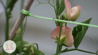 In the Garden Ornamental Sweet Peas Lathyrus Odoratus Growing Flowers from Seed Cut Flower Farm [upl. by Cacka]