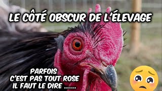 lélevage de poule dornement NON ce nest pas aussi simple [upl. by Sirromal]