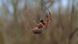 Spotted Orbweaver spider discards seed and harvests insects in web [upl. by Bailar204]