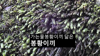 가는물봉황이끼 닮은 봉황이끼 Fissidens nobilis Griff [upl. by Anavlis]