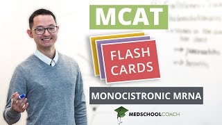 MCAT Flashcard Monocistronic mRNA [upl. by Akeemaj]