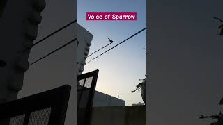 Voice of Sparrow shorts birds [upl. by Notserp]