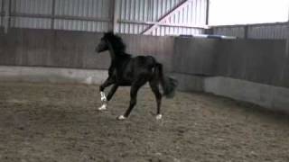 2008 Contendro II Stallion [upl. by Innep]