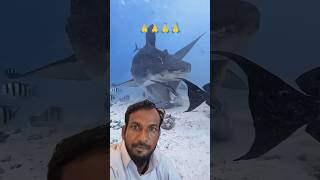 ✅How tigershark chewing maldives diving fuvahmulah sharkdiving maldivesdivi EXT 😍😄🥰 [upl. by Nmutua]