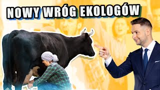 Krowy nowym wrogiem ekologów 🐄 [upl. by Areis]