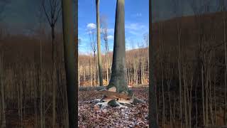 Timber in Action 🌲  Woodcutting ChainsawSkills [upl. by Fergus]