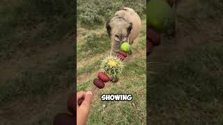 Why do people trick camels into eating cactus🐪🌵 [upl. by Stephanus]