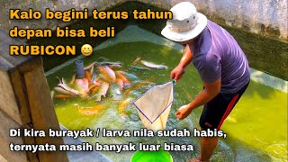 PANEN BURAYAK  LARVA NILA DI KOLAM PEMIJAHAN INDUKAN NILA BABON SUPER JUMBO  PEMBIBITAN IKAN NILA [upl. by Nico800]