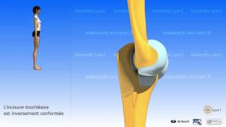 Le coude  mouvements ostéologie [upl. by Montfort671]