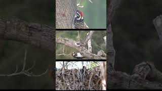 Woodpeckers Beautiful Wild Birds Red Heads of Southern California Wild Birds Nature shorts [upl. by Regdor974]