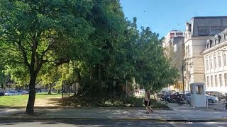 El ombú de la SALAMANCA el árbol en donde se reunían las BRUJAS a realizar sus conjuros en CABA [upl. by Nylanaj]