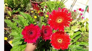 How To Care Gerbera Flower Plant Hindi [upl. by Seldan]