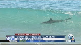 Sharks spotted migrating along Palm Beach coast [upl. by Aicirtan65]