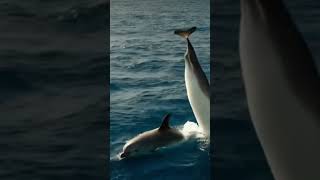 Playful Dolphin Moments Caught on Camera [upl. by Anibur]