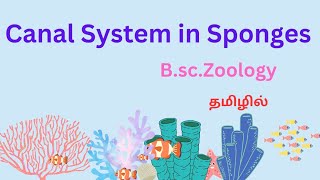 canal system in sponges in tamil ascon and sycon type  canal system canal system in porifera [upl. by Mord]