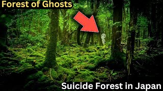 Suicide Forest in Japan This Forest is Full of Demons [upl. by Adeirf]