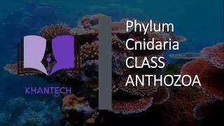 Class Anthozoa  Classification of Phylum Cnidaria [upl. by Brunhilde]