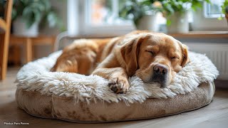 DEJAR PERROS SOLOS EN CASA Sueño Tranquilo y Profundo 🐶 Musica Relajante Para Perros Tu Mejor Amigo [upl. by Johnstone]