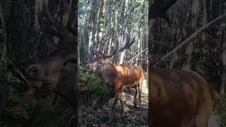 Majestic Red Deer Stag ROARS like a LION [upl. by Reamonn]