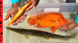 RAREST HYBRID FISH Breed CAPTURED in FLORIDA [upl. by Amias]