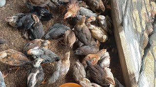 Hello Im Vietnamese 🇻🇳 Im recording a live video of raising chickens for you to seeyoutubeshort [upl. by Ehrenberg]