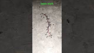 संगठन की शक्ति ।। ants team work।। ants hard work।। team work।। shorts ।। motivational।। [upl. by Elnar]