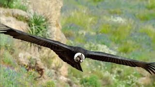 The majestic Andean Condor the largest flying bird [upl. by Ardie]