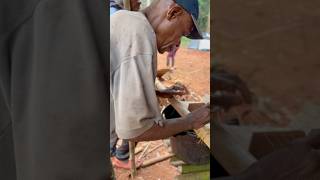 Instrumentos musicales de la Etnia Baka en Camerún 📍🌍🥰 africa culture africa [upl. by Yrrat23]