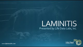 Equine Laminitis Webinar [upl. by Ricardama]