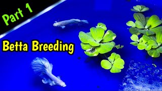 Full OHM Successful White Betta🤍 Breeding  Easy Steps for breeding betta fish  How to breed betta [upl. by Ardnuhs]