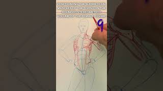 9  Mapping Superficial Torso Muscles on the Female Form  figurestudy figuredrawing drawing [upl. by Ondrej]