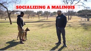 How You Should Socialize Your Dog [upl. by Natsreik]