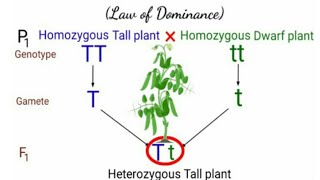 Genetics  Mendels Law of Dominance  Pravin Bhosale [upl. by Eyot]