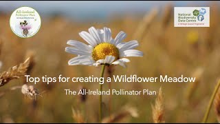 Top Tips for Creating a Wildflower Meadow [upl. by Gnim]