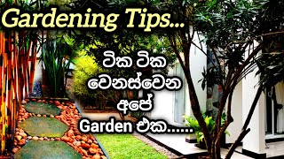 මුදල් වැය නොකර අලුත් වෙන අපේ Garden එකේ දින කීපයක්🌳🌿🌳Low Budget Garden Make Over🌳🌿🌳Tips amp Tricks [upl. by Sadnak]