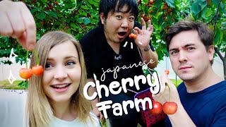 Japans Famous Yamagata Cherries AllYouCanEat Cherry Farm 😍🍒 [upl. by Kassity]