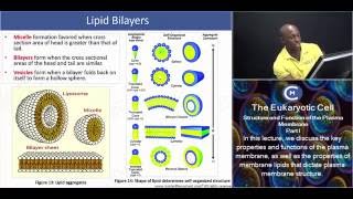 PCAT ® The Plasma Membrane  Part I  Micelle Bilayer and Vesicle formation [upl. by Catharina]