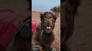 Camels of The Sahara MOROCCO [upl. by Cuttler]