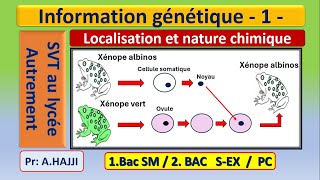 Information génétique nature chimique et localisation dans la cellule [upl. by Ennasus849]