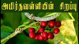 Tinospora Cordifolia சீந்தில் கொடியின் வைத்தியமுறைகள் [upl. by Adrea726]