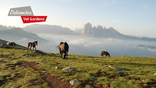 DOLOMITES Val Gardena  Summeremotions in the Dolomites [upl. by Ailhat106]